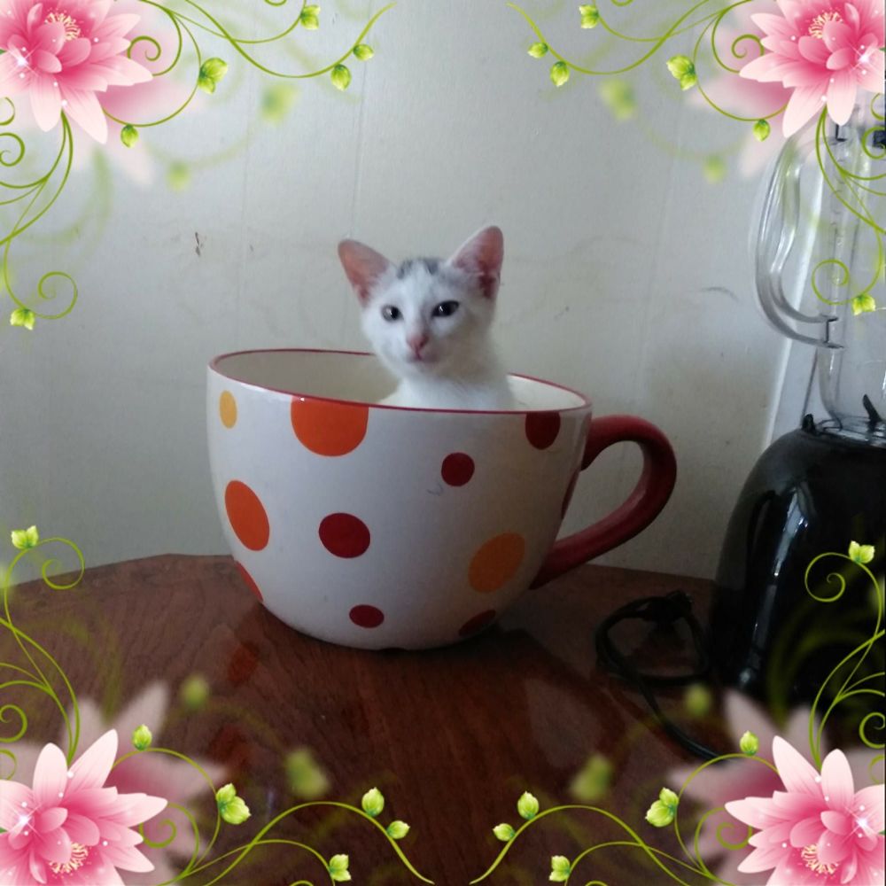 Meet your Posher, Layla
